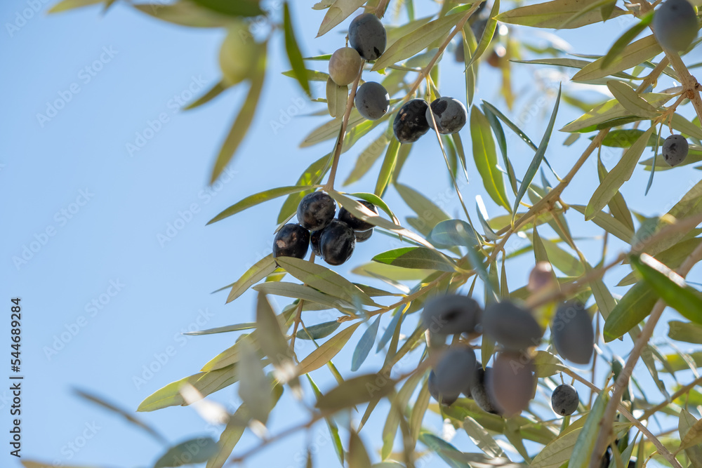 Olive leaves and ripe olives on branch o selective focus. Season nature background image. Olive leaves and ripe olives on branch o selective focus. Season nature background image.