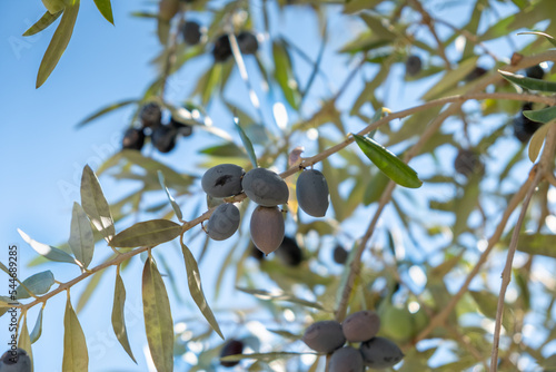 Olive leaves and ripe olives on branch o selective focus. Season nature background image.