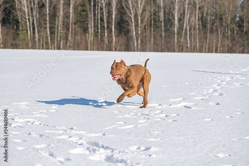 A beautiful purebred pit bull terrier is playing on a snowy field. © shymar27