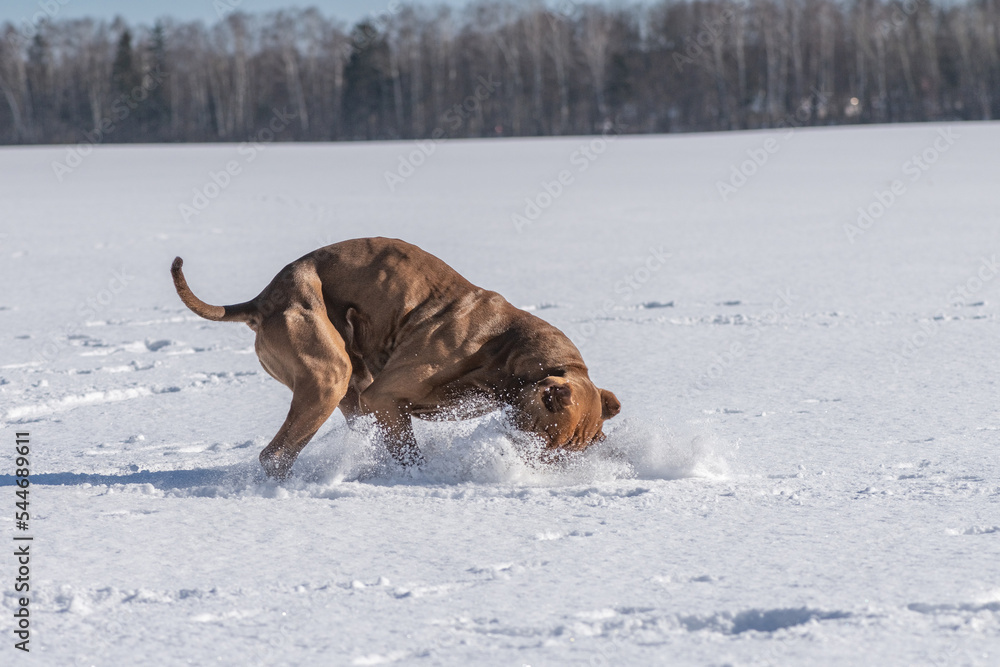 A beautiful purebred pit bull terrier is playing on a snowy field.