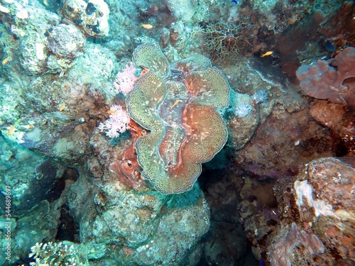 red sea giant clam