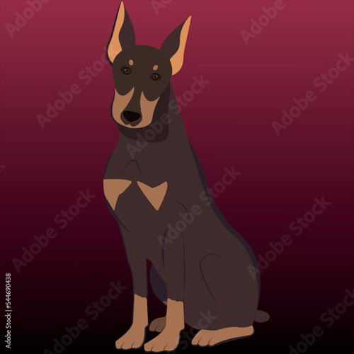 Doberman breed
