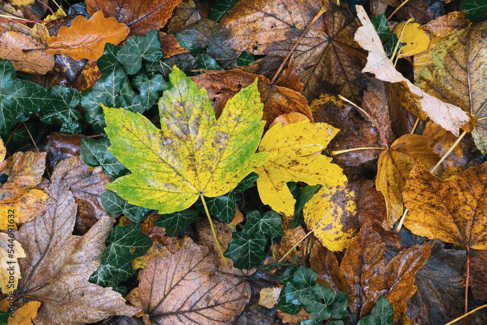 Herbst Regnerisch Trüb Herbst Regnerisch Trüb
