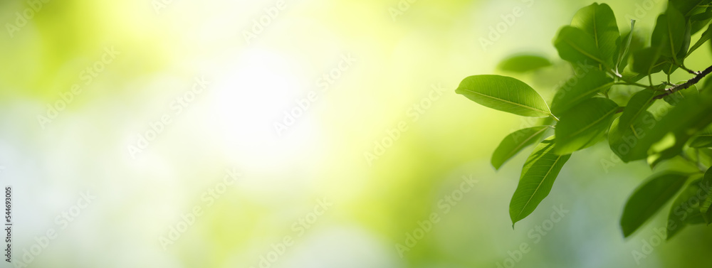 Closeup of beautiful nature view green leaf on blurred greenery background in garden with copy space using as background cover page concept. Closeup of beautiful nature view green leaf on blurred greenery background in garden with copy space using as background cover page concept.