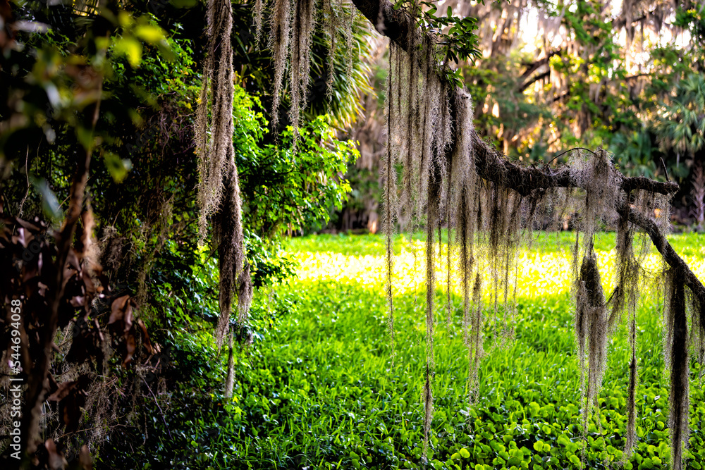 Southern live oak tree and Spanish moss lichen in Paynes Prairie