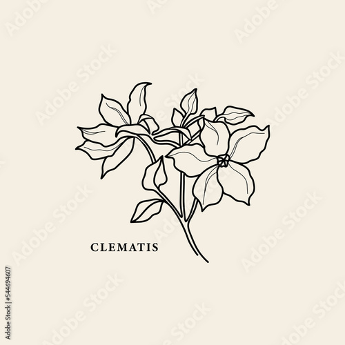 Line art clematis flower illustration photo