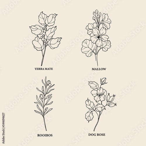 Hand drawn medicinal plants and flowers for herbal tea