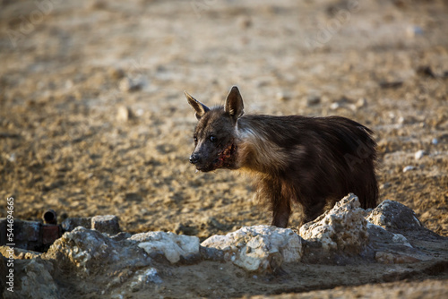 Brown hyena injured in jaw in Kgalagadi transfrontier park, South Africa; specie Parahyaena brunnea family of Hyaenidae photo