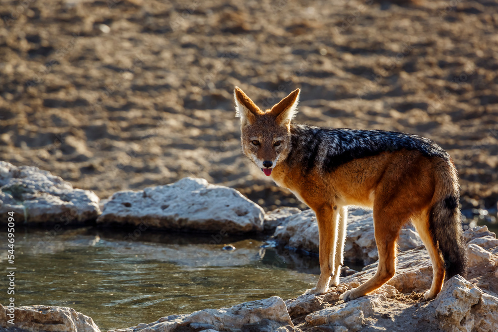 Black backed jackal standing at waterhole in backlit in Kgalagadi transfrontier park, South Africa ; Specie Canis mesomelas family of Canidae