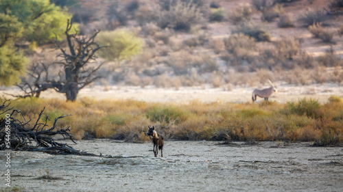 Fototapeta Naklejka Na Ścianę i Meble -  Brown hyena distant in scenery in Kgalagadi transfrontier park, South Africa; specie Parahyaena brunnea family of Hyaenidae