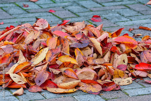 掃き集められた落ち葉