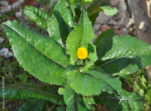 Yellow thistle (Sonchus asper) grows in nature.
