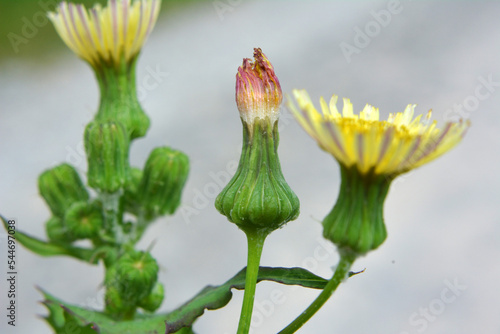 Yellow thistle (Sonchus asper) grows in nature. photo