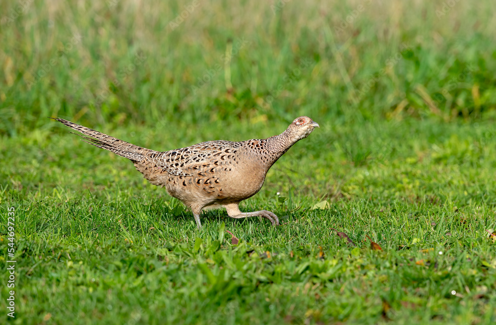 Faisan de colchide (Phasianus colchicus) femelle attitude. Alpes. France Faisan de colchide (Phasianus colchicus) femelle attitude. Alpes. France