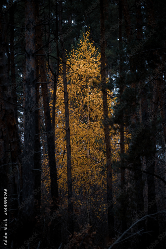 Autumn. Birches in a pine forest. Ukraine, Kharkiv region Autumn. Birches in a pine forest. Ukraine, Kharkiv region