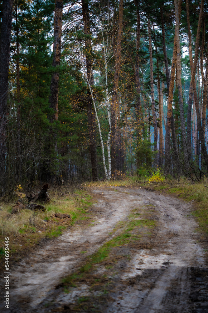 Autumn. Birches in a pine forest. Ukraine, Kharkiv region Autumn. Birches in a pine forest. Ukraine, Kharkiv region