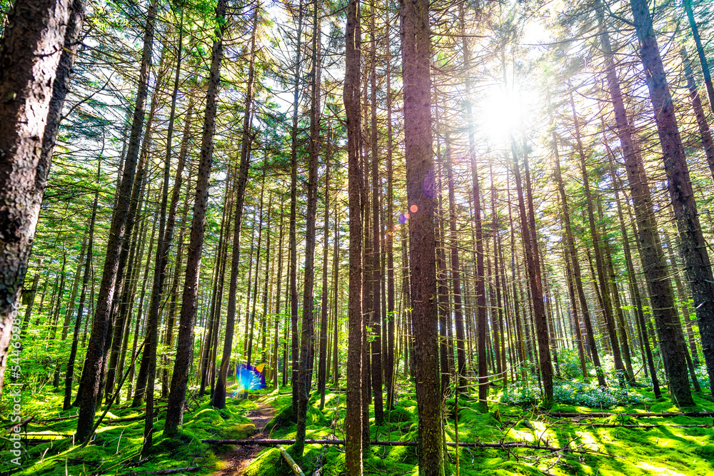 Red virgin spruce pine trees lush green moss sunburst sun rays flare at Gaudineer knob Monongahela national forest Shavers Allegheny mountains Red virgin spruce pine trees lush green moss sunburst sun rays flare at Gaudineer knob Monongahela national forest Shavers Allegheny mountains