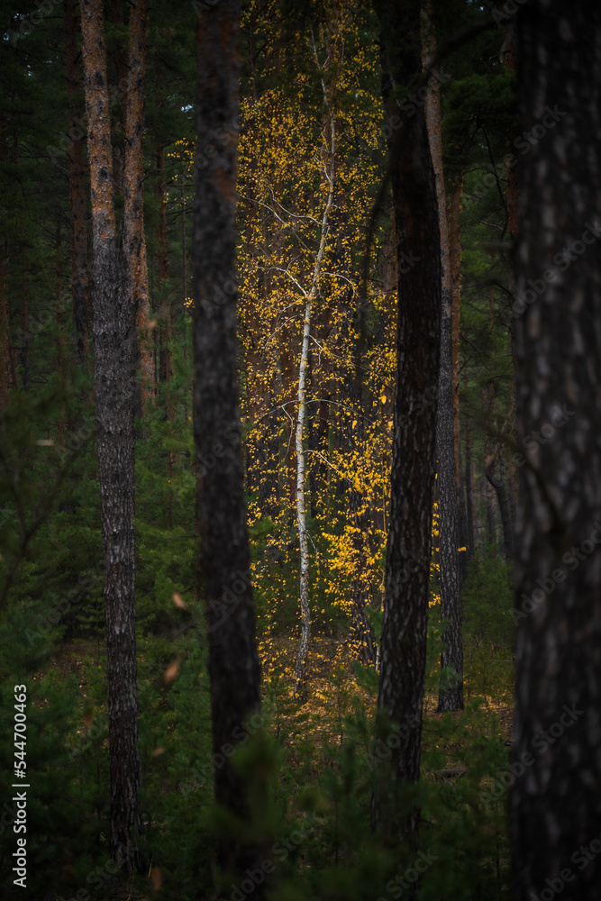 Autumn. Birches in a pine forest. Ukraine, Kharkiv region Autumn. Birches in a pine forest. Ukraine, Kharkiv region