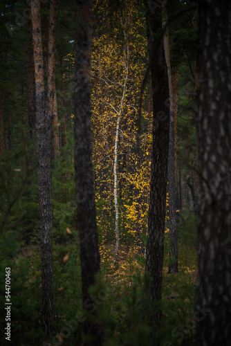 Fototapeta Naklejka Na Ścianę i Meble -  Autumn. Birches in a pine forest. Ukraine, Kharkiv region
