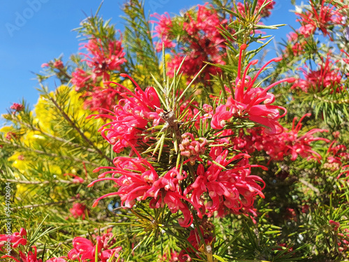 Bush of red flower grevillea rosmarinifolia or grevillea juniperina blooms against the blue sky.