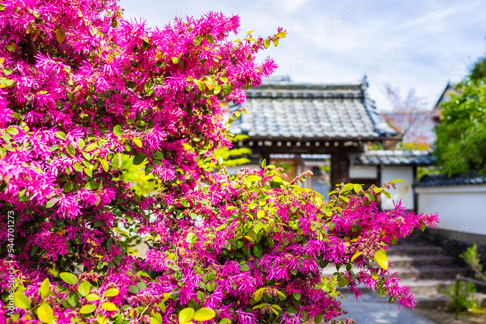Kyoto, Japan blooming pink Loropetalum chinese fringe flowers foreground of trees in spring garden park in Arashiyama with temple shrine building roof Kyoto, Japan blooming pink Loropetalum chinese fringe flowers foreground of trees in spring garden park in Arashiyama with temple shrine building roof