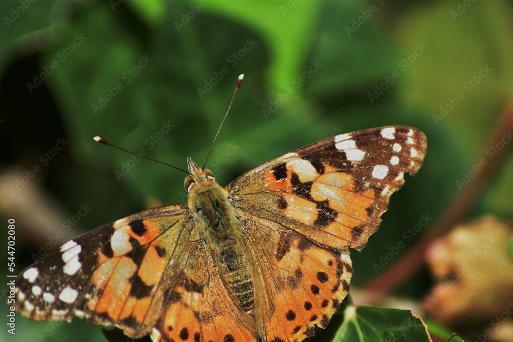 Painted lady butterfly (vanessa cardui) on ivy flowers and leaves Painted lady butterfly (vanessa cardui) on ivy flowers and leaves