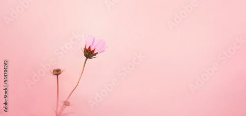 A beautiful pink delicate cosmea flower blooms on a thin stem on a pink background. The beauty of nature.