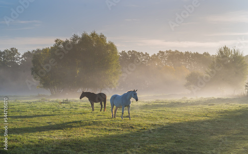 Pferde im Morgendunst 