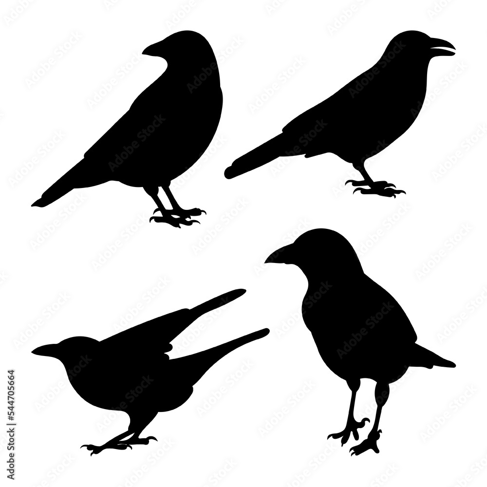 Set raven, crow, corvus standing, different pack of bird silhouettes, isolated vector Set raven, crow, corvus standing, different pack of bird silhouettes, isolated vector