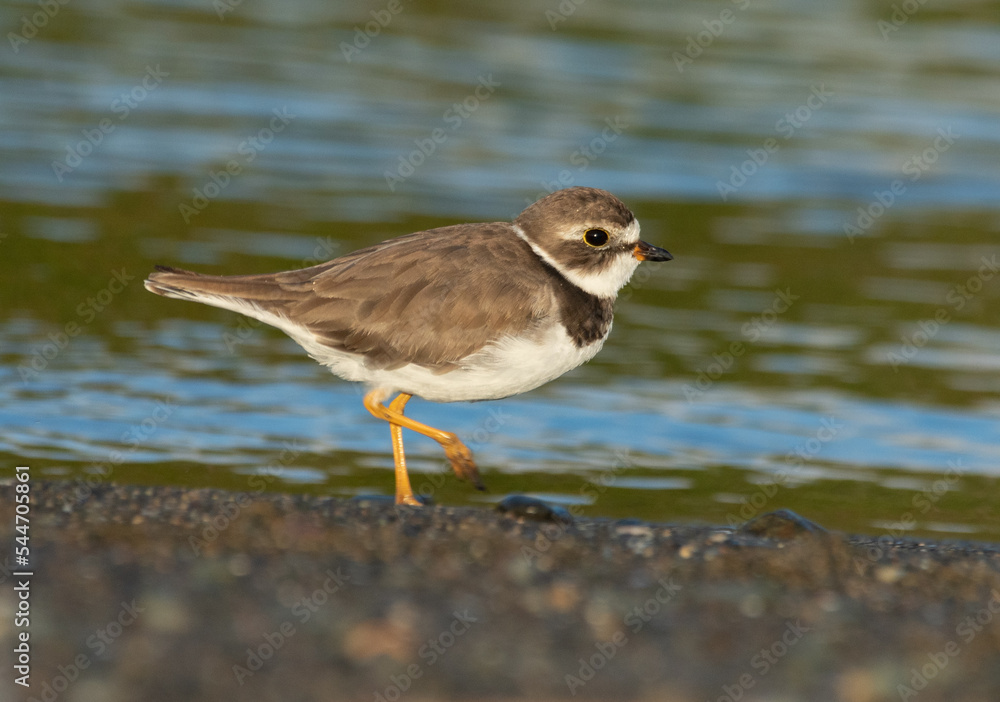 Cute Semipalmated Plover in the black sand beach Cute Semipalmated Plover in the black sand beach