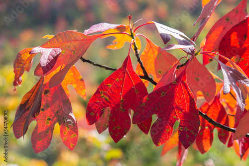 sassafras in autumn