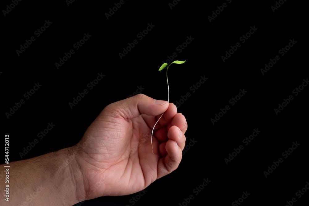 Close-up of a man's hand holding a plant bud. Caring for the environment, planting trees and fighting climate change