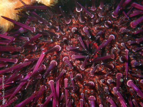 Purple sea urchin, Rock sea urchin or Stony sea urchin (Paracentrotus lividus) extreme close-up undersea, Aegean Sea, Greece, Halkidiki
 photo