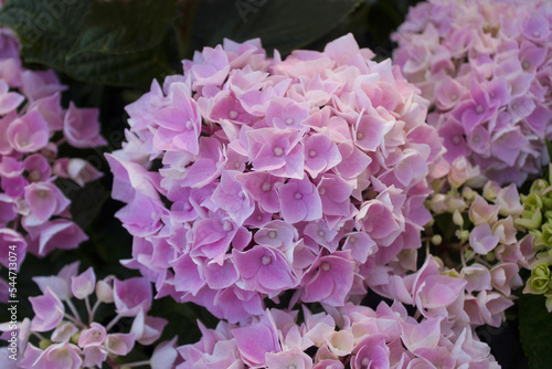 Close up view of pink hydrangea flower bloom  