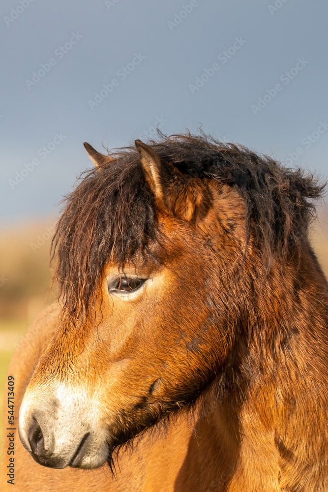 Head of a wild brown Exmoor pony, against a blue sky in the nature reserve in Fochteloo, Fall colors in winter. The Netherlands. Selective focus