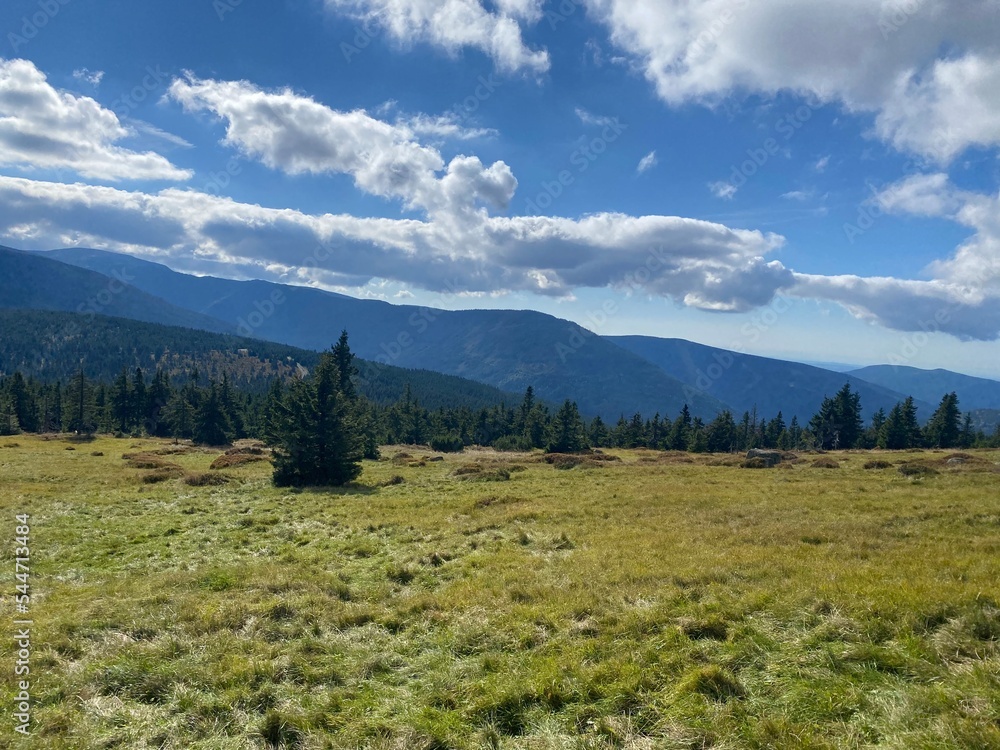 Obraz premium forest in the mountains