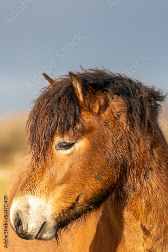Obraz na płótnie Head of a wild brown Exmoor pony, against a blue sky in the nature reserve in Fochteloo, Fall colors in winter. The Netherlands. Selective focus w salonie