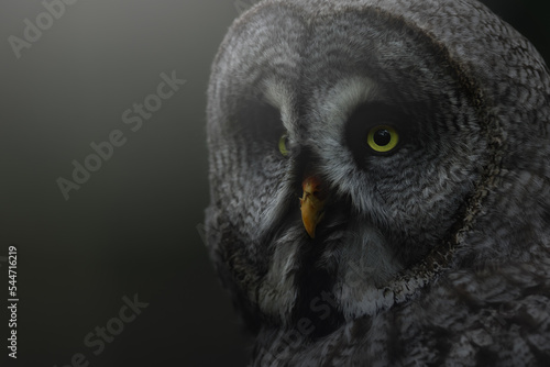 Great grey Owl portrait