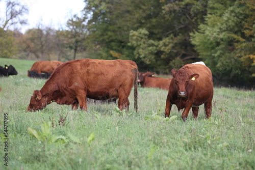angus cows grassing on a meadow with green grass