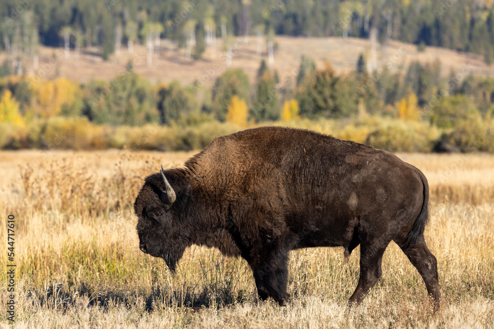 Bison in Grand Teton National Park Wyoming in Autumn Bison in Grand Teton National Park Wyoming in Autumn
