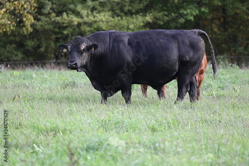 big strong black angus bull on a meadow with green grass