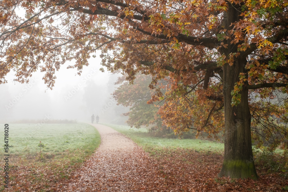 Obraz premium Northern red oak next to the path, against the backdrop of a group of cyclists in the fog. 