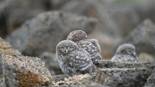 Beautiful little owl in the wild. Athena noctua. Sounds of nature. photo