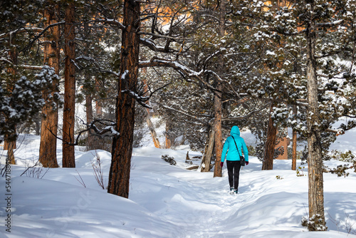 girl in blue jacket hiking among snow-covered trees in bryce canyon national park in winter; magical winter landscape in usa, utah