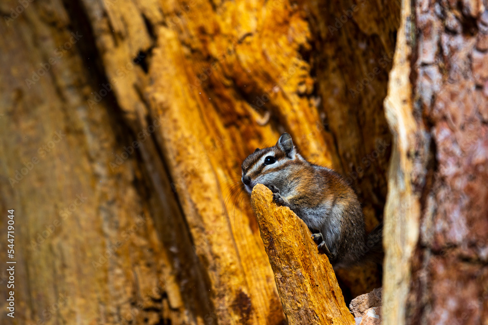 cute squirrel sitting in a tree during winter in bryce canyon national park; The Uintah Chipmunk (Eutamius umbrinus); winter in usa, utah cute squirrel sitting in a tree during winter in bryce canyon national park; The Uintah Chipmunk (Eutamius umbrinus); winter in usa, utah