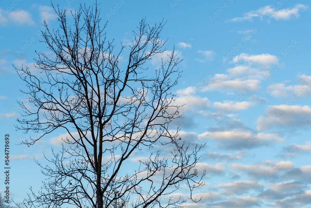 tree against sky with clouds tree against sky with clouds