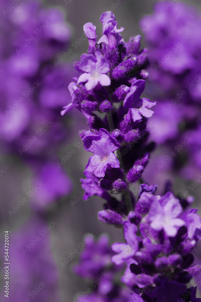Fototapeta premium Blooming fragrant lavender flowers on a field..