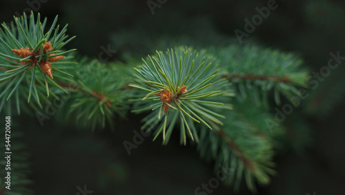 Close up on a pine tree branch suitable for background