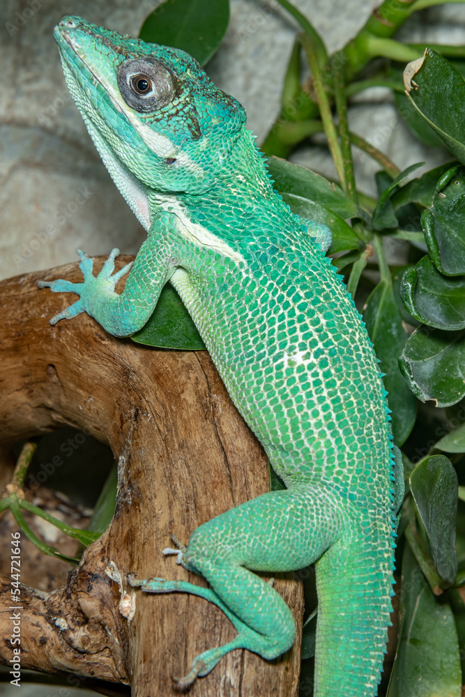 Fototapeta premium Anolis is a knight. Anolis equestris. close-up.