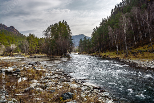 Autumn landscape. Mountain river and coniferous forest.